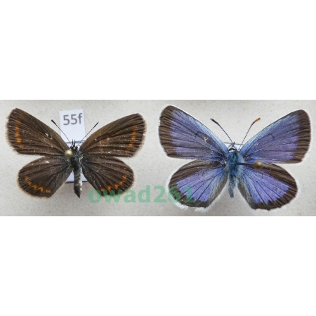 Plebejus argus (Linnaeus, 1758) pair Modraszek argus Poland55f